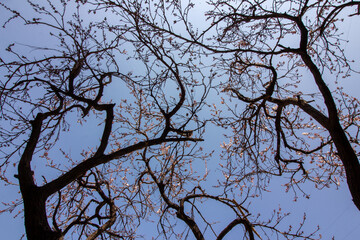 tree branches against blue sky