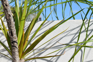 Dragon Tree | Dracaena