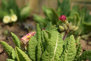 Primula blooming flowers in spring garden