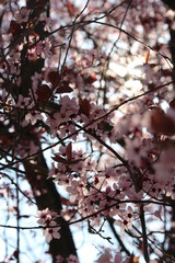 almond blossom in spring