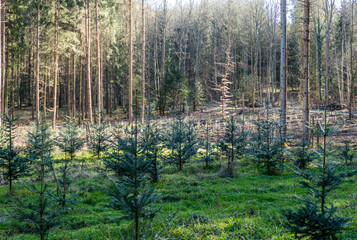 Obraz premium Wiederaufforstung mit Jungbäumen im Nadelwald