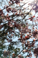 almond blossom in spring