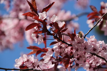 almond blossom in spring