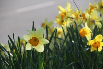 daffodils in spring