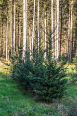 Wiederaufforstung mit Jungbäumen im Nadelwald