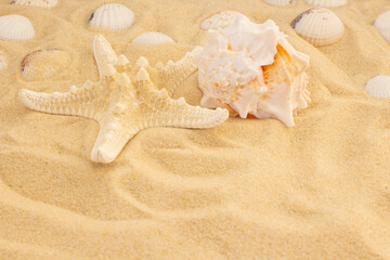 Fototapeta na wymiar Starfish and seashell on the sand
