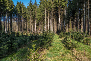 Wiederaufforstung mit Jungb&auml;umen im Nadelwald
