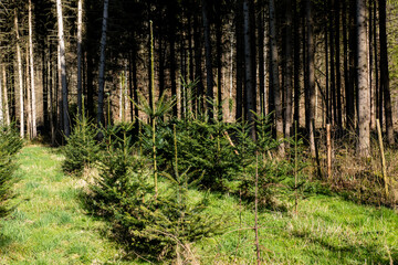 Wiederaufforstung mit Jungbäumen im Nadelwald