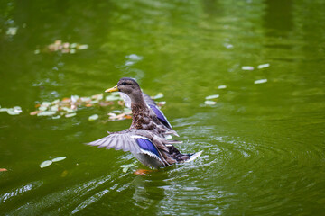 Mallard flapping its wings fully on a beautiful morning at the onset of  spring season, Halifax, Nova Scotia, Canada