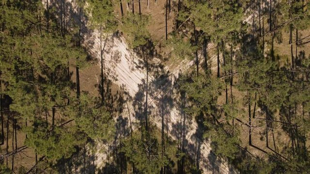 4K aerial view of a cross section of a dirty road in the middle of a pine tree forest, drone rising above the canopy of the trees.60fps.