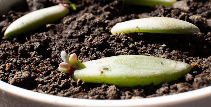 Succulent propagation in soil closeup: Graptoveria type succulent propagation technique