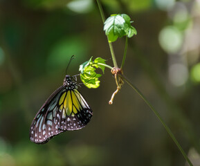 Black and yellow butterfly at Kuala Lumpur Butterfly Park, Kuala Lumpur, Malaysia