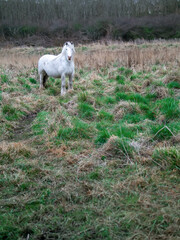 Obraz premium White horse in a green field. Agriculture industry. Big animal in a nature environment. Vertical image. Selective focus.