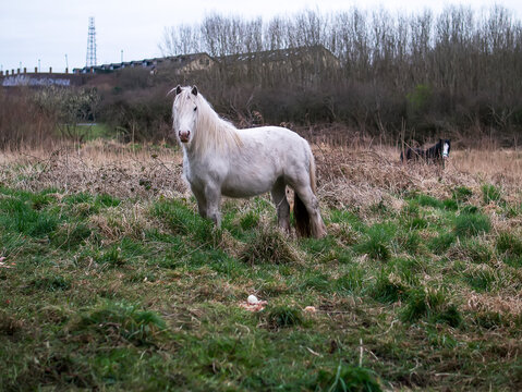 White and black horses in a green field. Agriculture industry. Big animal in a nature environment. Selective focus