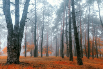 Mysterious autumn forest in the fog. Beautiful landscape with trees with orange and yellow foliage in a forest covered with thick morning mist.