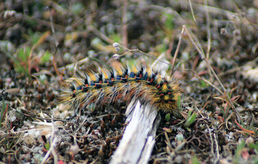 Close-up of a Chondrostega Vandalicia caterpillar