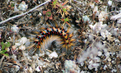 Close-up of a Chondrostega Vandalicia caterpillar
