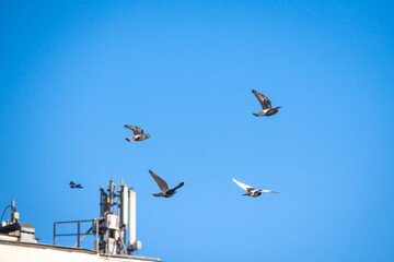 Birds flying with its wings opened during a sunny day