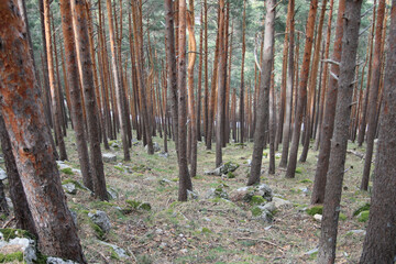 Naklejka premium Wild pine forest seen in descending perspective