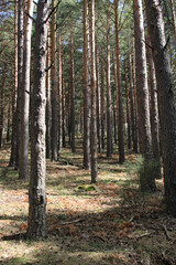 Naklejka premium Wild pine forest seen in upward perspective