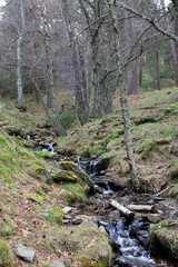 Stream surrounded by trees and green meadows 