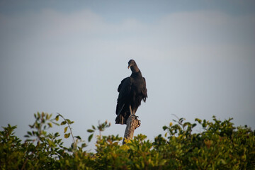 ave urubu parado en un arbol posando en el atardecer