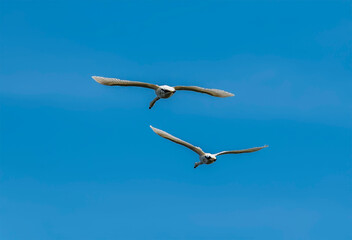 A pair of swans fly low over on a lake on the outskirts of Nottingham, UK on a sunny spring day
