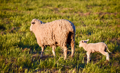 Adult Mom sheep w/ her baby lamb following her in pasture 