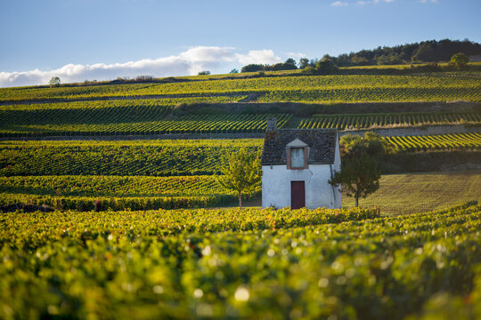Cabotte dans les vignes de Beaune, en Bourgogne