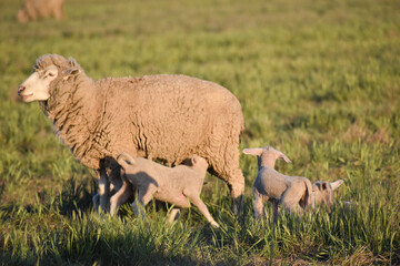Obraz na płótnie Canvas Adorable Mom sheep nursing baby lambs in green pasture