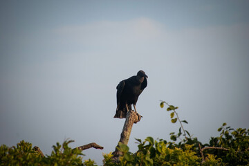 ave urubu parado en un arbol posando en el atardecer
