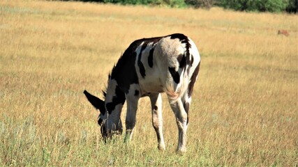 Mules of Custer Park South Dakota