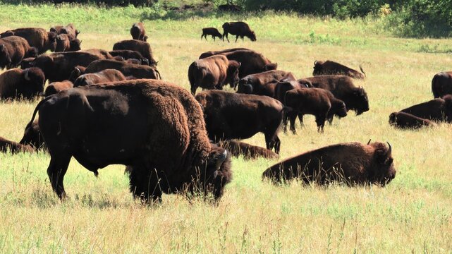 Buffalo Of Custer Park South Dakota