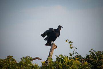 ave urubu parado en un arbol posando en el atardecer
