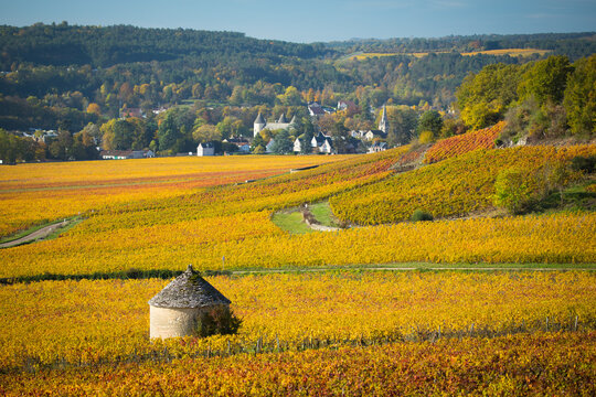 Savigny-les-Beaune et cabotte dans les vignes en automne