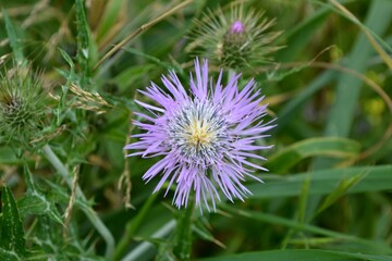 A small flower in the countryside