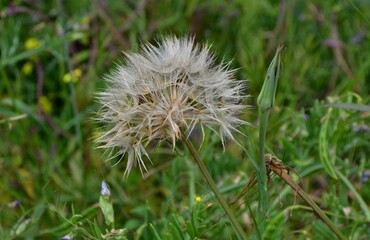 A little white flower in the countryside