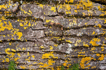 The trunk of an ancient tree, gray with elements of yellow-orange moss 