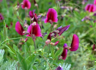 Red beautiful flowers in the countryside