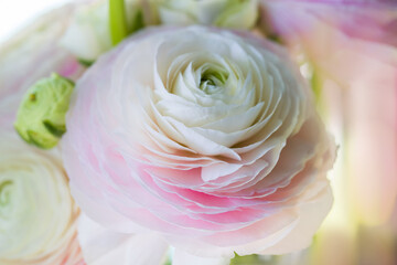 Beautiful soft tender background of pink ranunculus flower close up. Floral wallpaper texture. Pastel colored petals