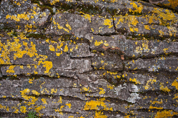 The trunk of an ancient tree, gray with elements of yellow-orange moss 