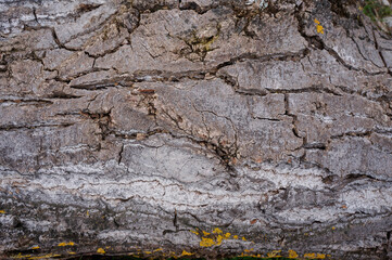 The trunk of an ancient, antique wood with a time-cracked gray bark 