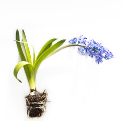 hyacinth plant with blue flowers, bulbs and roots on a white background.