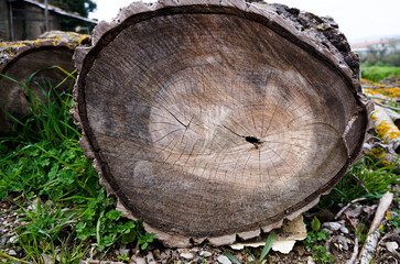 Naklejka premium A cut of an ancient, ancient tree, where you can see the age-old rings 