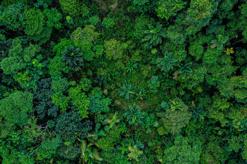 Aerial top view of a deforested part of rainforest with many palm trees still standing while other tree species have been logged - obrazy, fototapety, plakaty