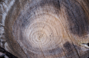 Naklejka premium A cut of an ancient, ancient tree, where you can see the age-old rings 