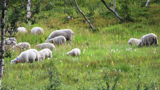 Sheep herd grazing in the green herbage on a hillside pasture