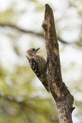 japanese pigmy woodpecker