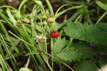 wild strawberry on a branch