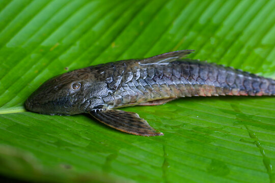 Side view of an armored catfish, Pseudorinelepis or locally called carachama placed on a leaf which is also used to make the local dish maito